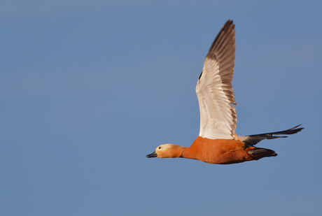 Casarca eend (Tadorna Ferruginea)