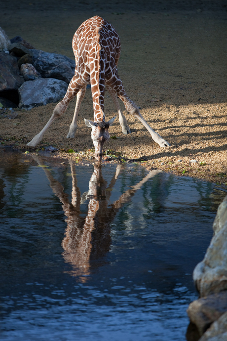 Giraffe met de korte nek...