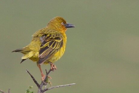 mooi vogeltje