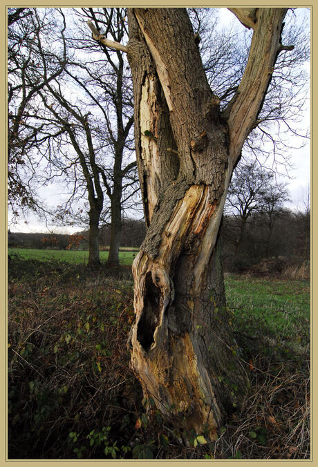 Ten dode op geschreven boom