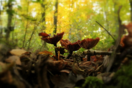 Herfst sprookje