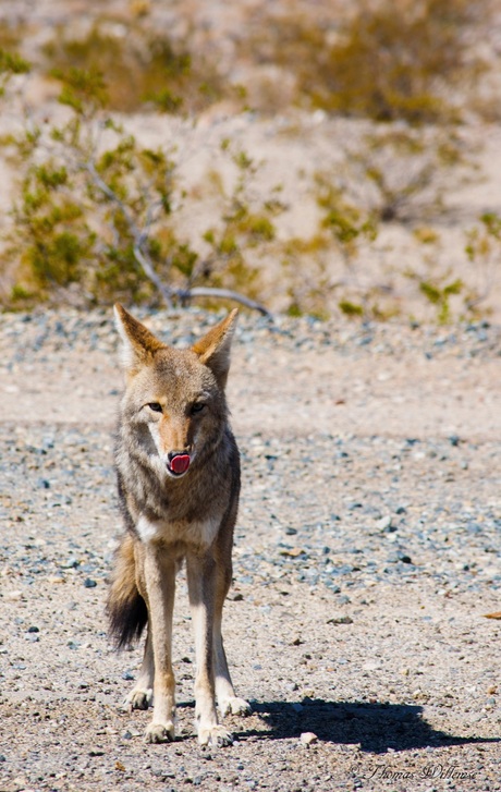 Coyote in Death Vally