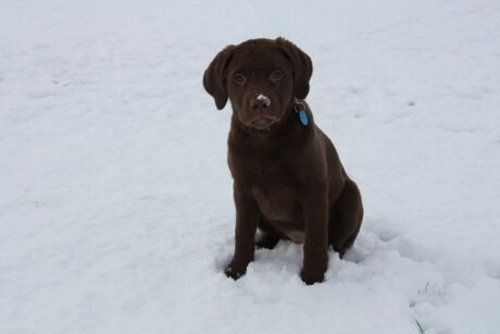 Asja in de sneeuw