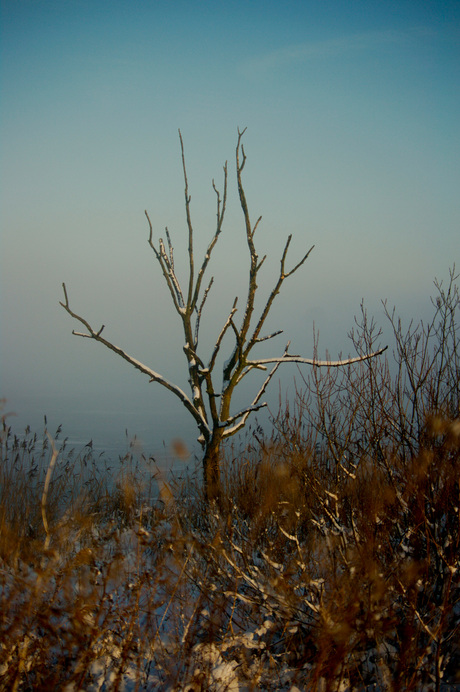 eenzame boom in de kou