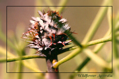 Wildflower Australia