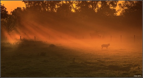 Zonsopkomst.