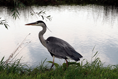 Zaanse Schans - Reiger