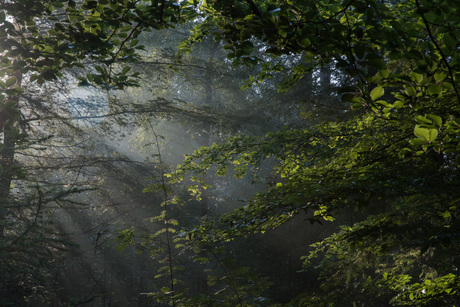 Eerste zonlicht in het bos