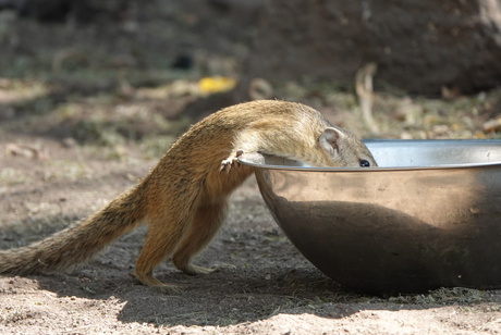 Drinkende eekhoorn