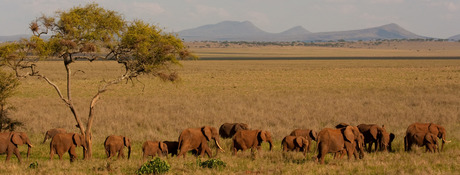 Olifanten in Tarangire
