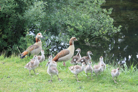 Nijlganzen in Limburg