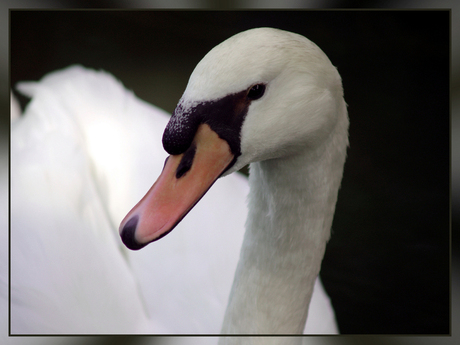 Swan Beauty