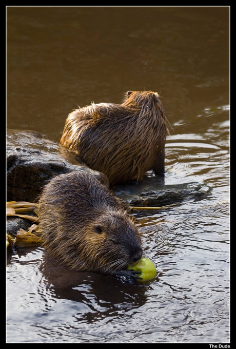 Beverrat in Artis