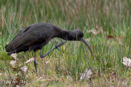 Je mag krabben als het jeukt (Zwarte Ibis- in NL)