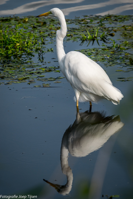 Zilverreiger 3