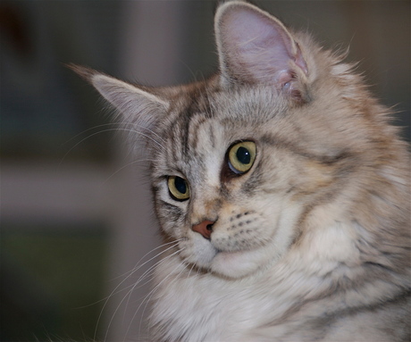 Maine coon poes
