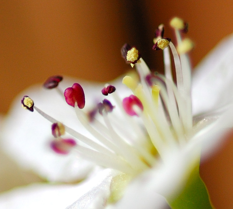 Hart van de Perenbloesembloem