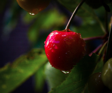 Cherry shower