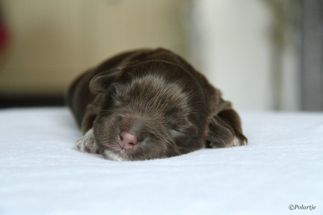 Nederlandse Schapendoes puppy, Noa