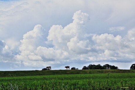 Koeien op de dijk