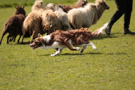 Border collie vol in actie met zijn werk