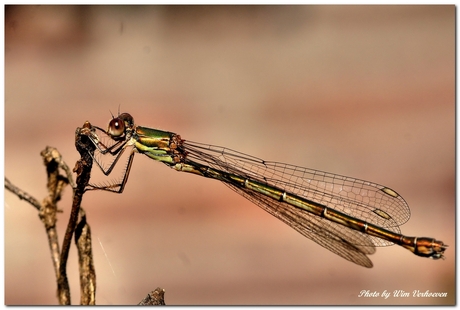 Houtpantserjuffer - Lestes viridis