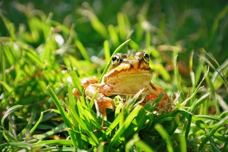 Groene kikker