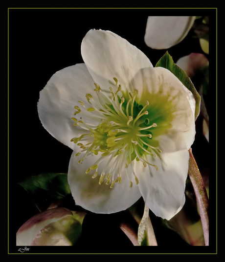 Helleborus