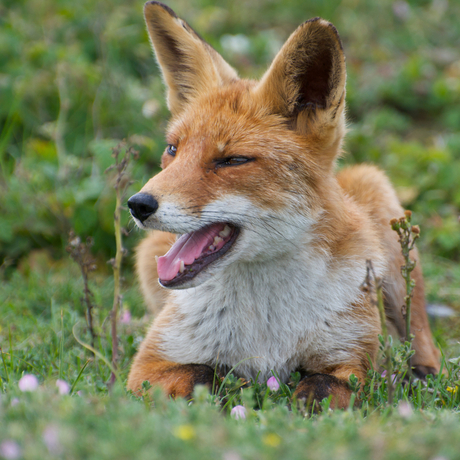 vos duinen