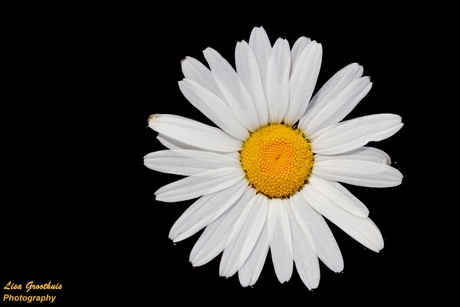 Margriet