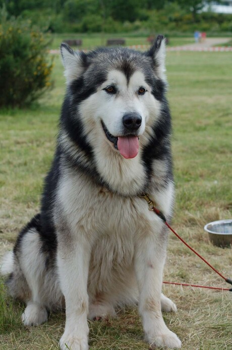 Alaska malamute