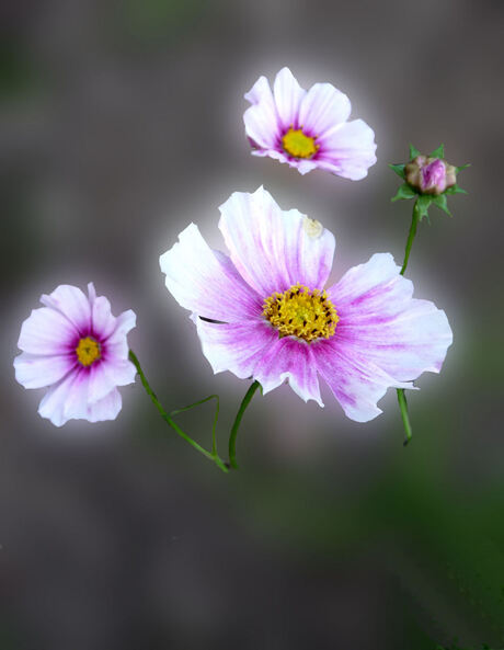 Cosmea