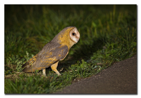 Langs de kant van de weg