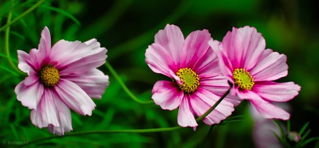 Cosmea drieling