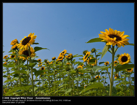 Zomer