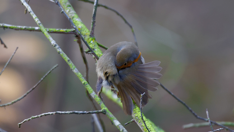 Roodborst