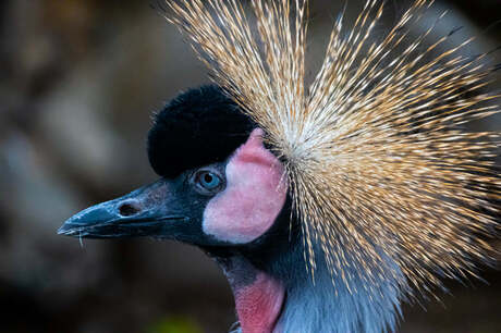 kroonkraanvogel