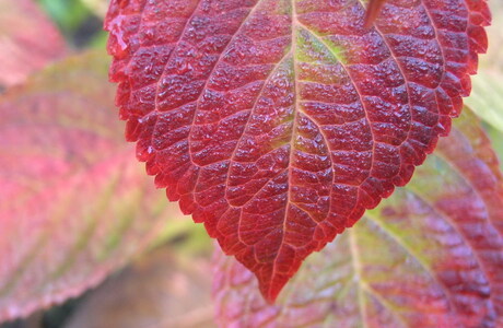 HerfstKleuren