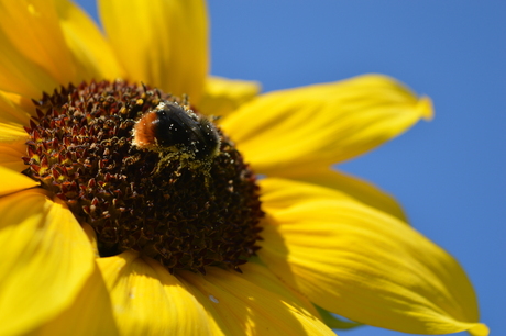 Zomers plaatje