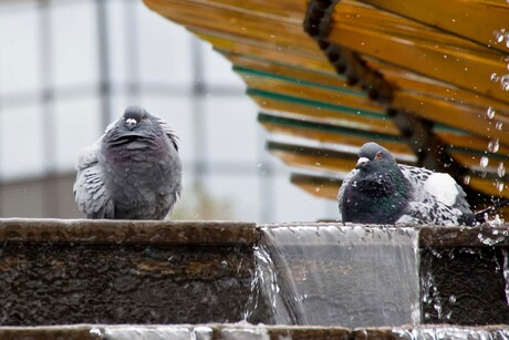 duiven badderen in de fontein
