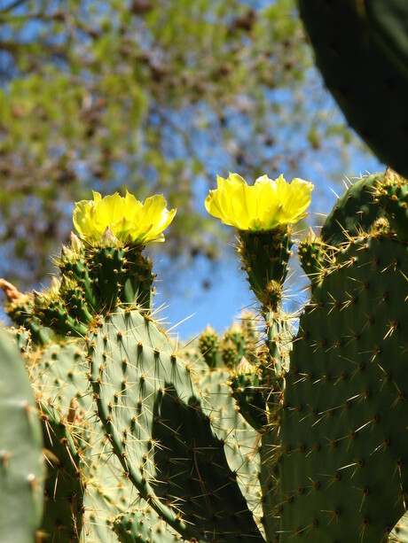 Cactus