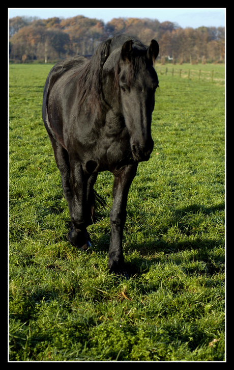 tegemoet lopen