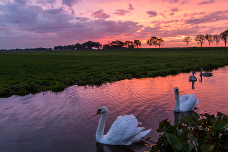 Sunset with swans