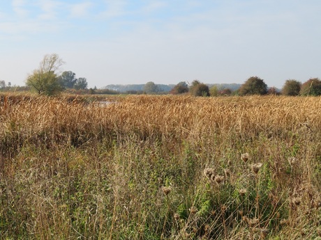 Uitzicht over de Rijnstrangen
