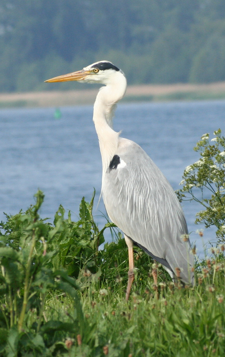 Reiger op wacht