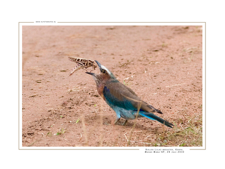 Lilac-Breasted Roller, Kenia