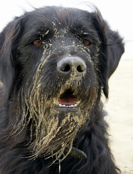 Labradoodle