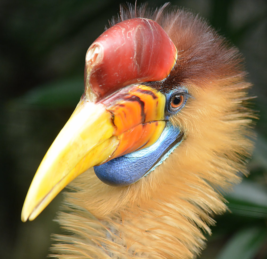 Sulawesi-Jaarvogel. - De Sulawesi-jaarvogel (Rhyticeros cassidix)  is een vogel uit de familie Neushoornvogels. De Sulawesi-jaarvogel is vernoemd naar het eiland Indonesis - foto door hayke op 02-05-2017 - deze foto bevat: hayke, rhyticeros cassidix, sulawesi jaarvogel