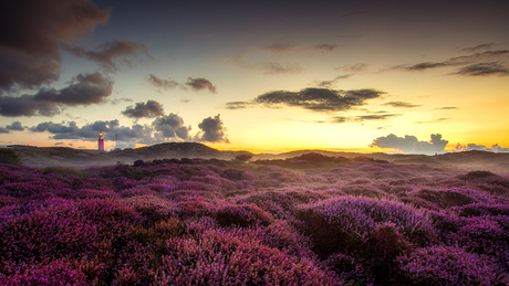 De heide op Texel in bloei