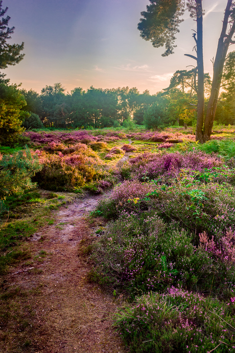 Pad door de zonverlichte heide